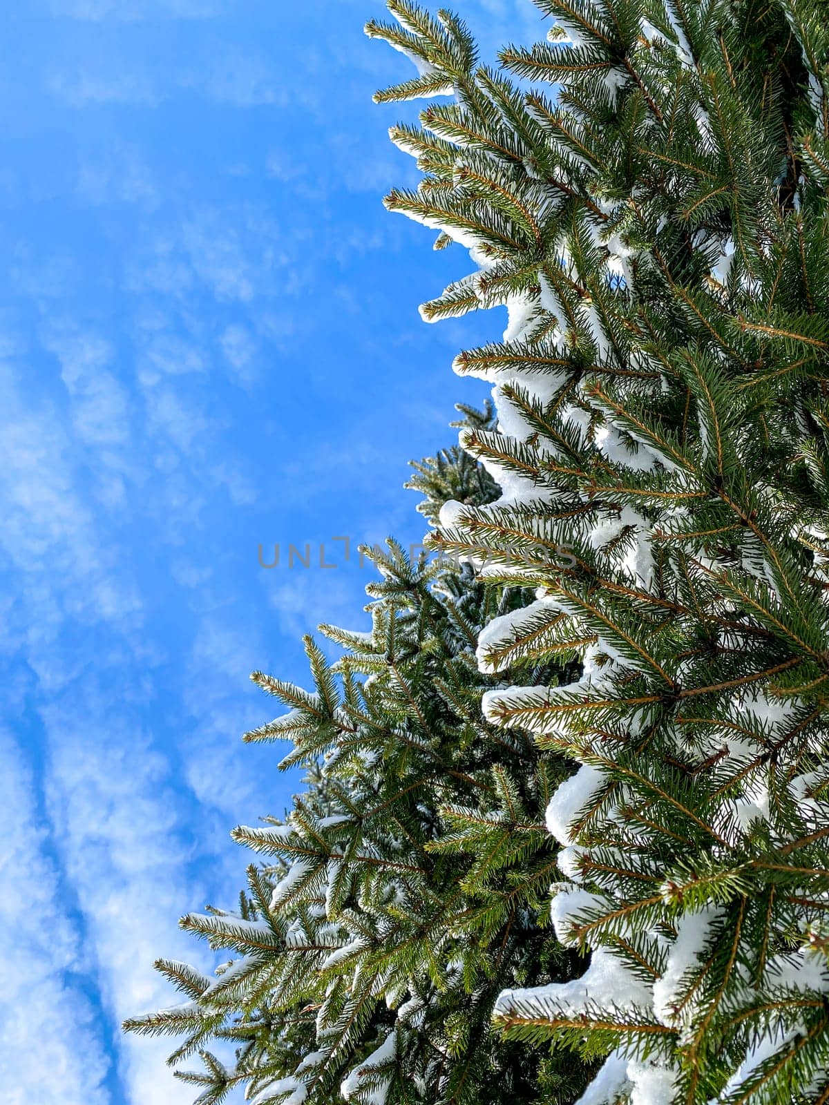 Evergreen tree branches with a light layer of snow stand under a bright blue sky with wispy white clouds, highlighting the natural beauty of winter.
