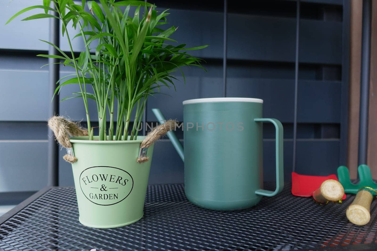 A vibrant green plant rests in a decorative pot beside a watering can.