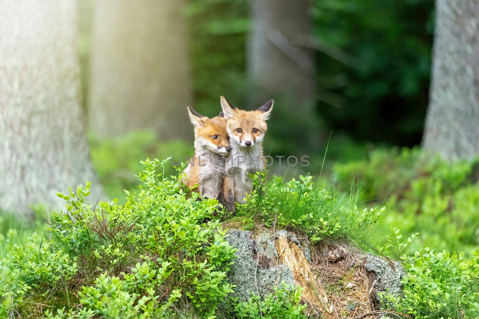 Pair of adorable  fox cubs is posing in the forest. Horizontally. 