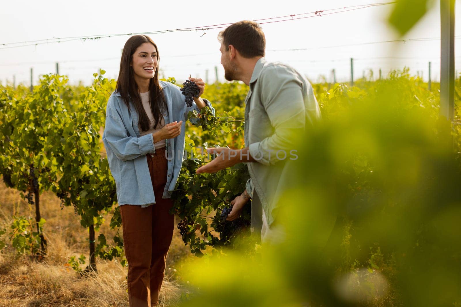 Under the warm afternoon sun, a couple strolls through a vineyard, joyfully sharing a moment as they admire a bunch of freshly picked grapes together in a peaceful landscape