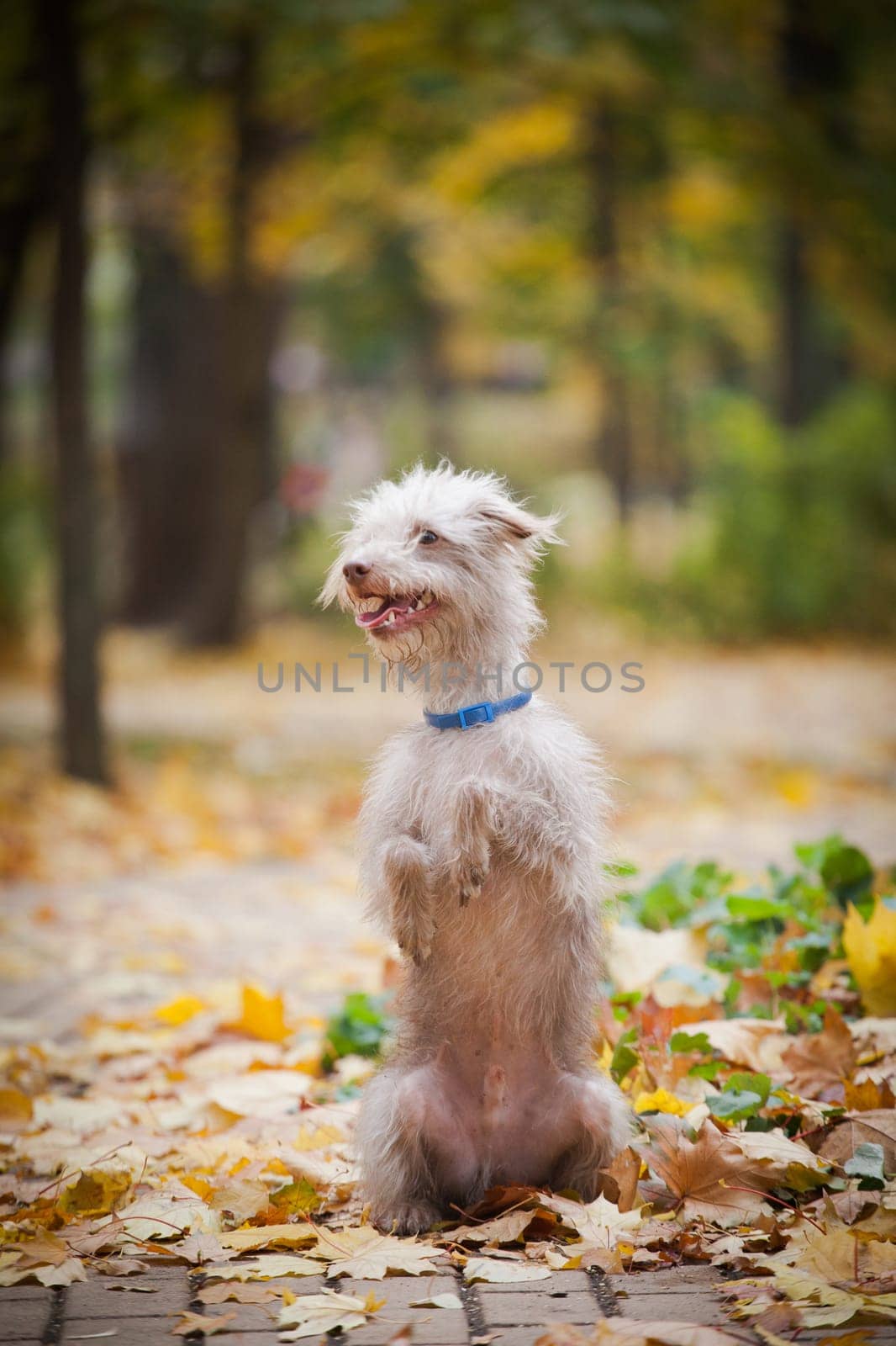 a small bright dog of uncertain breed, stand on its hind legs on a tile path in the park among grass and yellow autumn leaves against the background of blurred trees in autumn outdoors