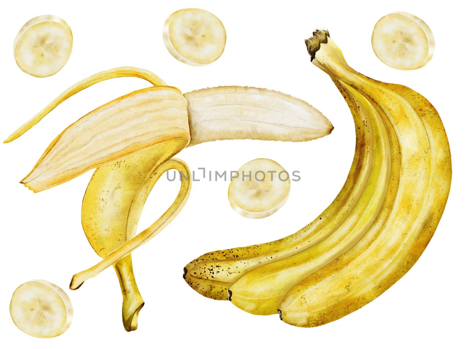 Banana set watercolor. Hand drawn ripe tropical fruit. Clip art isolated on white background realistic exotic plant. Ideal for designing menus, price tags, labels and packaging of natural cosmetics. High quality photo