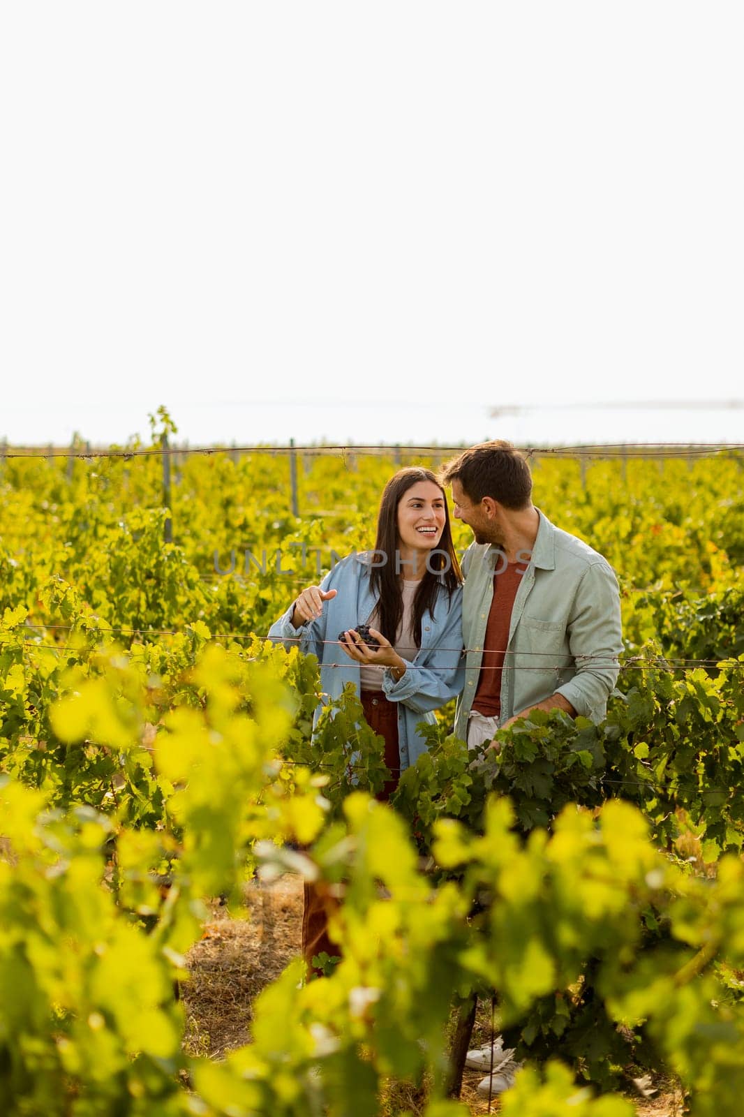 Under the warm afternoon sun, a couple strolls through a vineyard, joyfully sharing a moment as they admire a bunch of freshly picked grapes together in a peaceful landscape