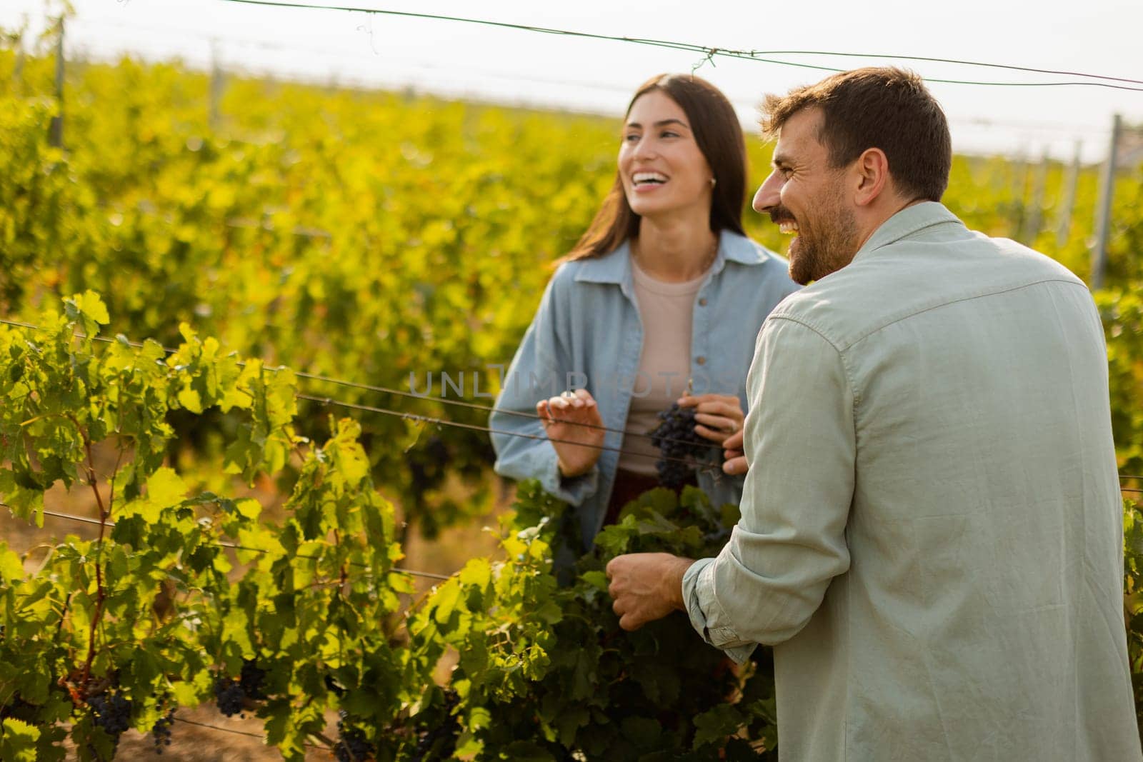 Under the warm afternoon sun, a couple strolls through a vineyard, joyfully sharing a moment as they admire a bunch of freshly picked grapes together in a peaceful landscape