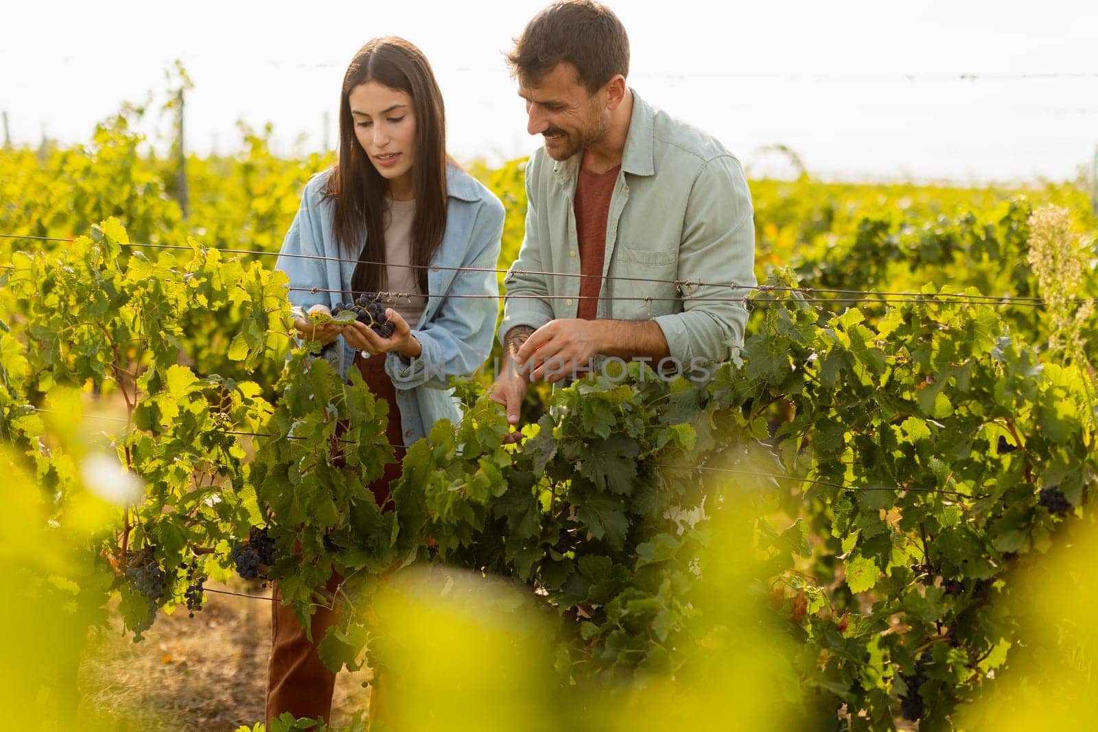Under the warm afternoon sun, a couple strolls through a vineyard, joyfully sharing a moment as they admire a bunch of freshly picked grapes together in a peaceful landscape