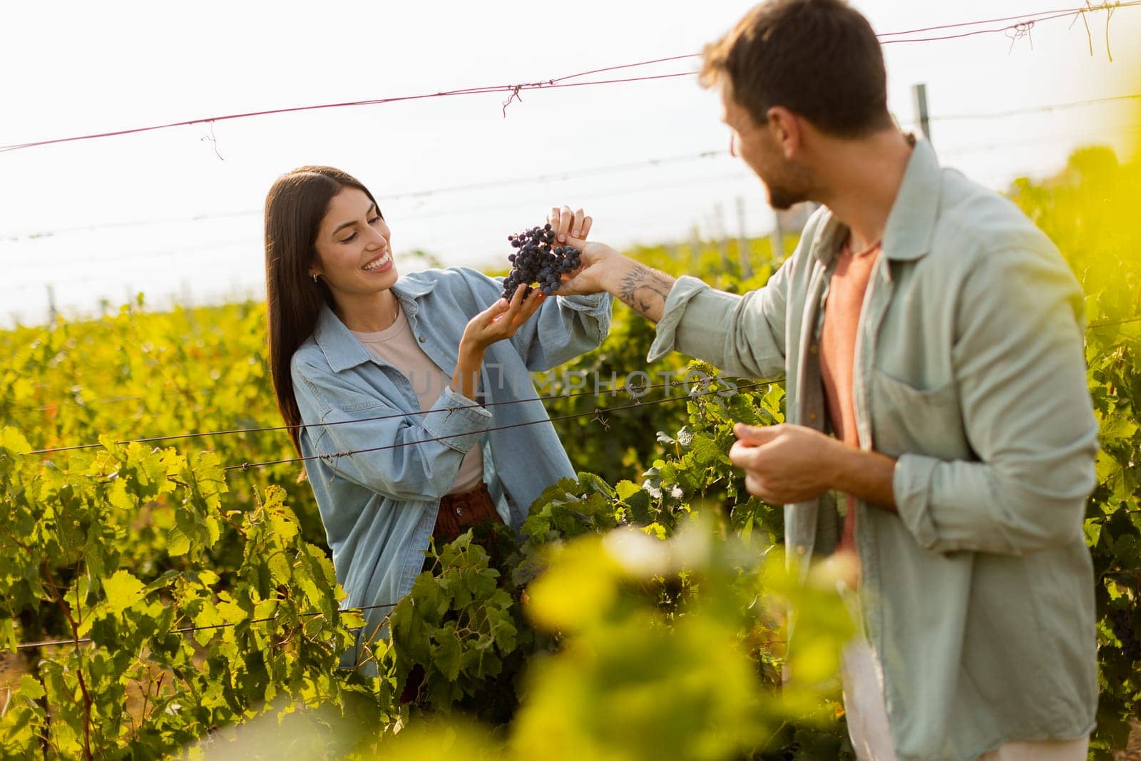 Under the warm afternoon sun, a couple strolls through a vineyard, joyfully sharing a moment as they admire a bunch of freshly picked grapes together in a peaceful landscape