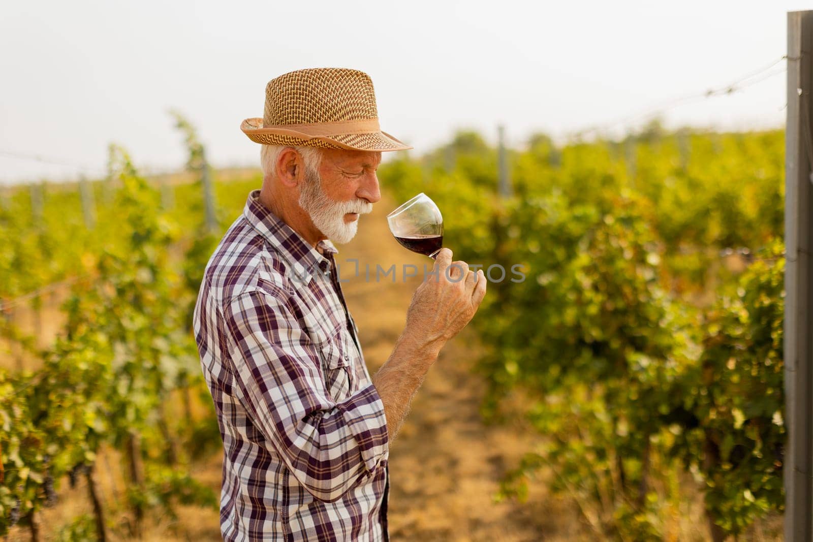 In the golden glow of sunset, an elderly man in a straw hat enjoys a glass of red wine, immersed in the tranquil beauty of his sprawling vineyard, reflecting on the harvest