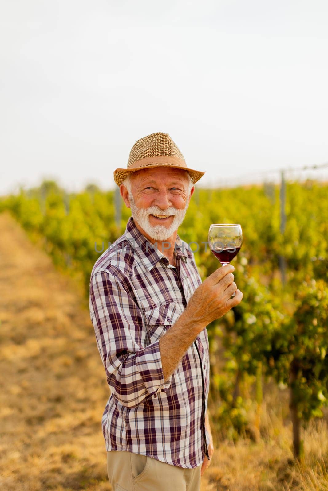 The caretaker holds a glass of deep red wine, smiling as he stands among rows of grapevines, illuminated by the soft glow of the setting sun