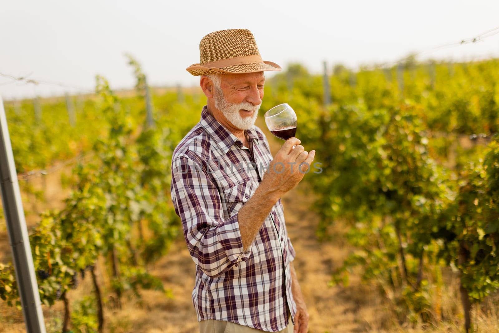The caretaker holds a glass of deep red wine, smiling as he stands among rows of grapevines, illuminated by the soft glow of the setting sun