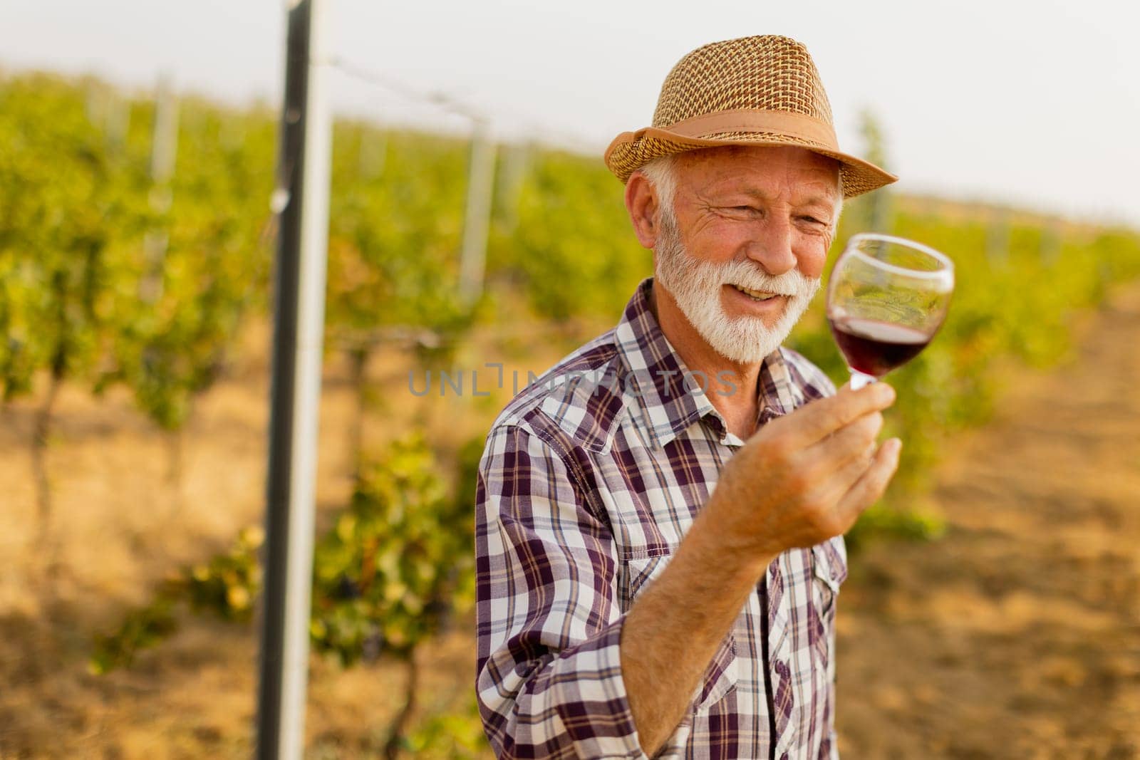 The caretaker holds a glass of deep red wine, smiling as he stands among rows of grapevines, illuminated by the soft glow of the setting sun
