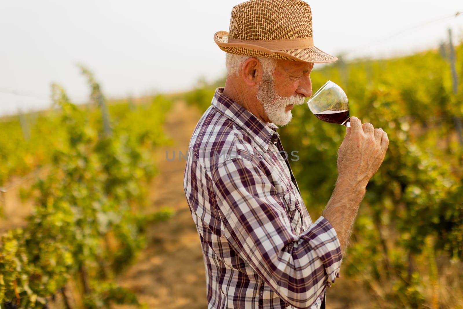 In the golden glow of sunset, an elderly man in a straw hat enjoys a glass of red wine, immersed in the tranquil beauty of his sprawling vineyard, reflecting on the harvest