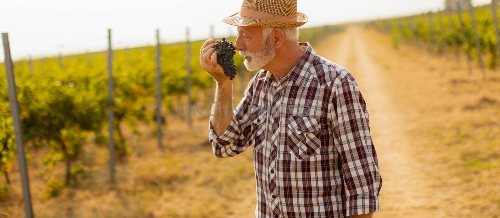 Joyful elderly man wearing a straw hat enjoys a bunch of plump grapes, showcasing the lush vineyard surrounding him on a warm and vibrant day