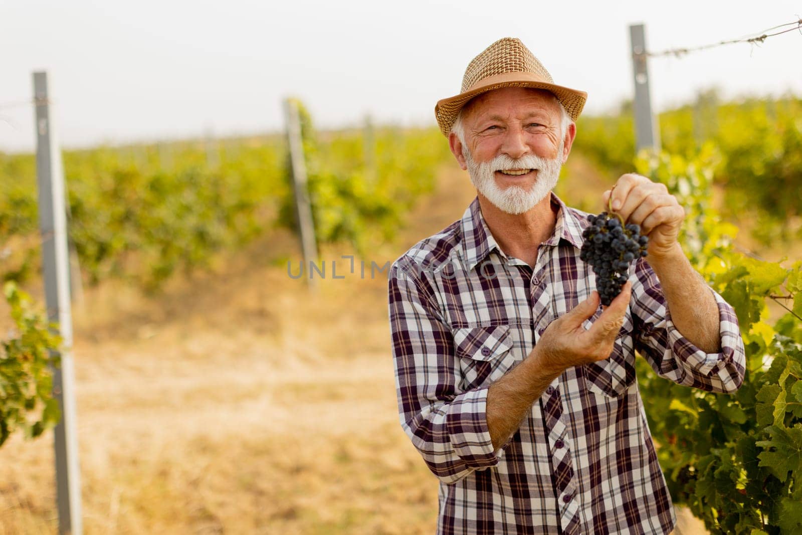 Elderly gentleman stands amidst lush green vines, beaming with pride as he showcases his bountiful harvest of dark, plump grapes under a warm autumn sun