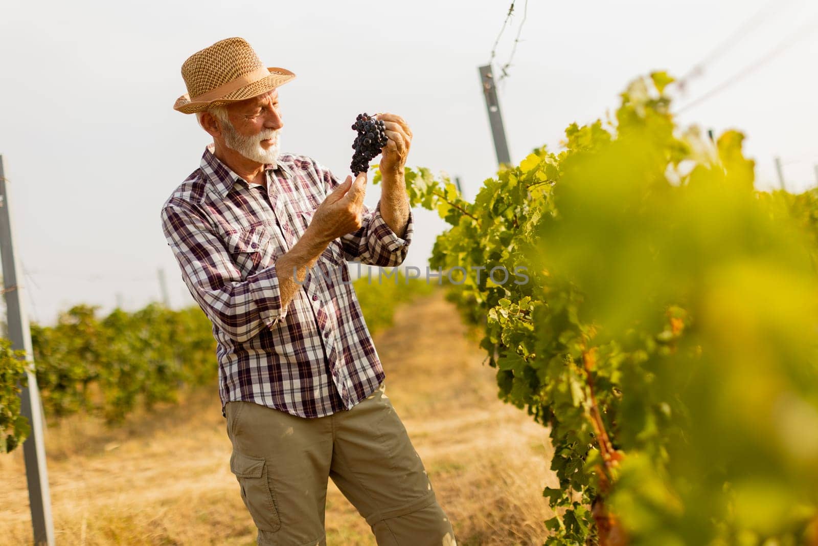 Elderly gentleman stands amidst lush green vines, beaming with pride as he showcases his bountiful harvest of dark, plump grapes under a warm autumn sun