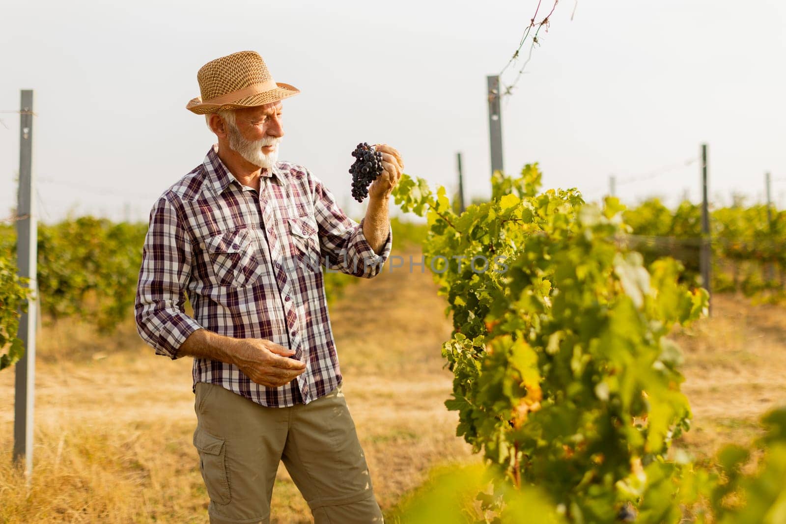 Elderly gentleman stands amidst lush green vines, beaming with pride as he showcases his bountiful harvest of dark, plump grapes under a warm autumn sun