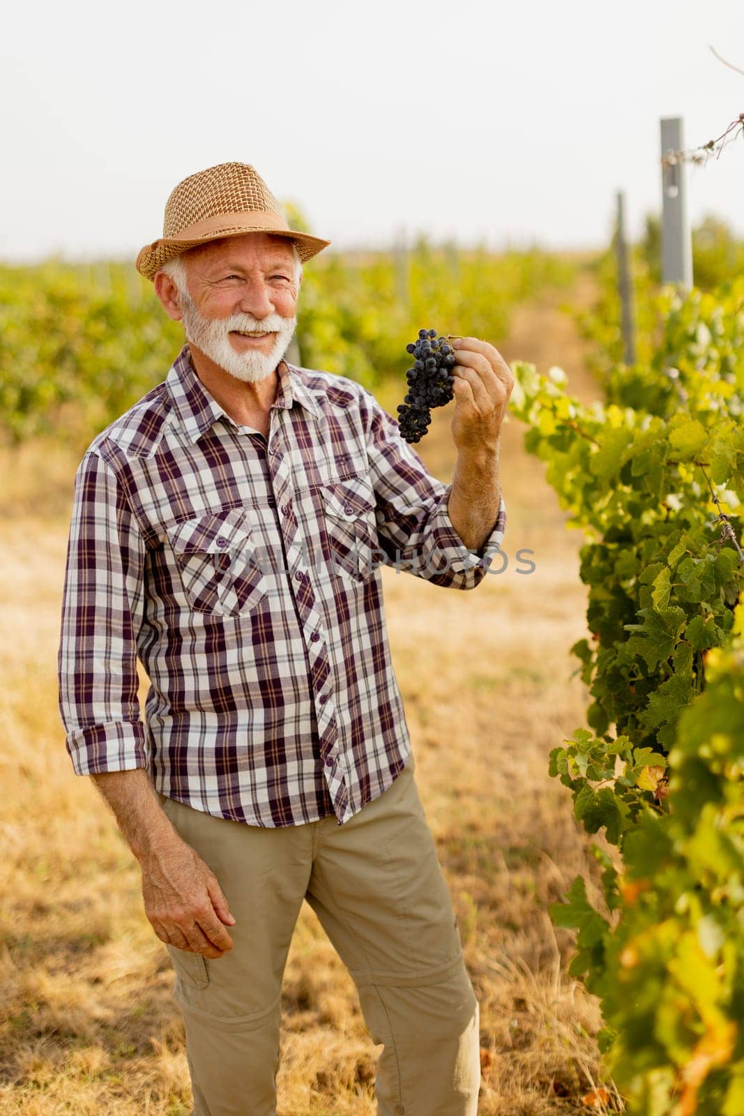 Elderly gentleman stands amidst lush green vines, beaming with pride as he showcases his bountiful harvest of dark, plump grapes under a warm autumn sun