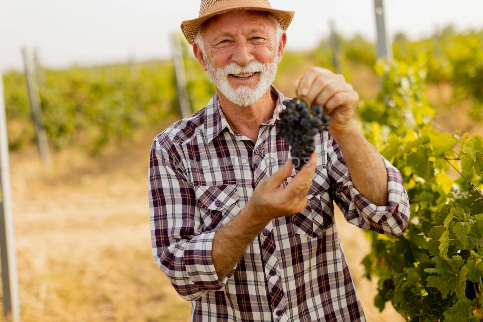 Elderly gentleman stands amidst lush green vines, beaming with pride as he showcases his bountiful harvest of dark, plump grapes under a warm autumn sun