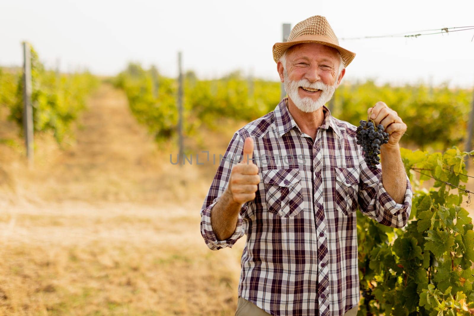 Older gentleman in a plaid shirt and straw hat exudes joy as he stands amidst lush green vines, showcasing freshly harvested grapes while enjoying a sunny day in the vineyard