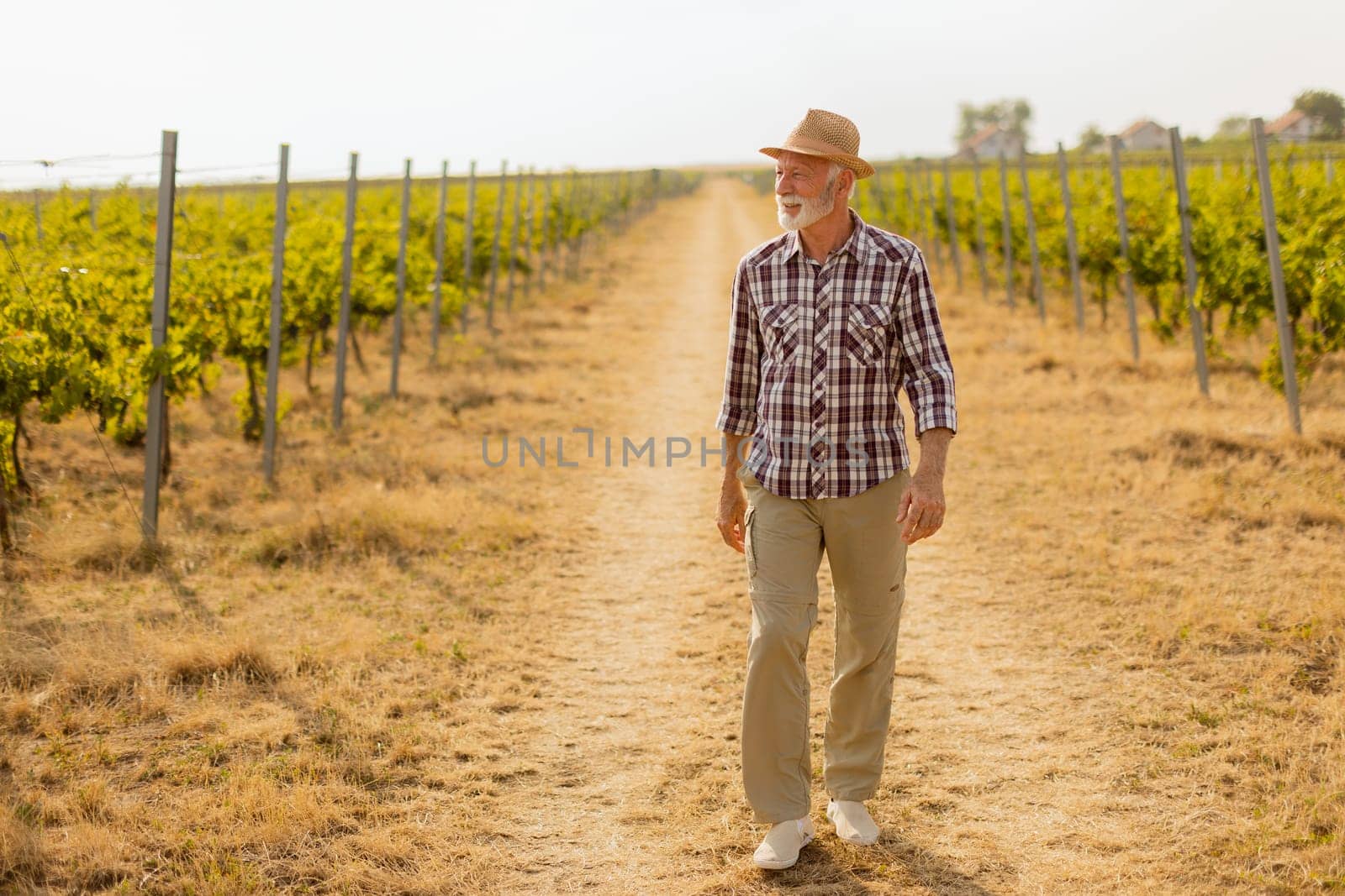 Older man walks leisurely along a dusty path flanked by lush vineyard rows, basking in the warm glow of late afternoon sunlight amidst grapevines