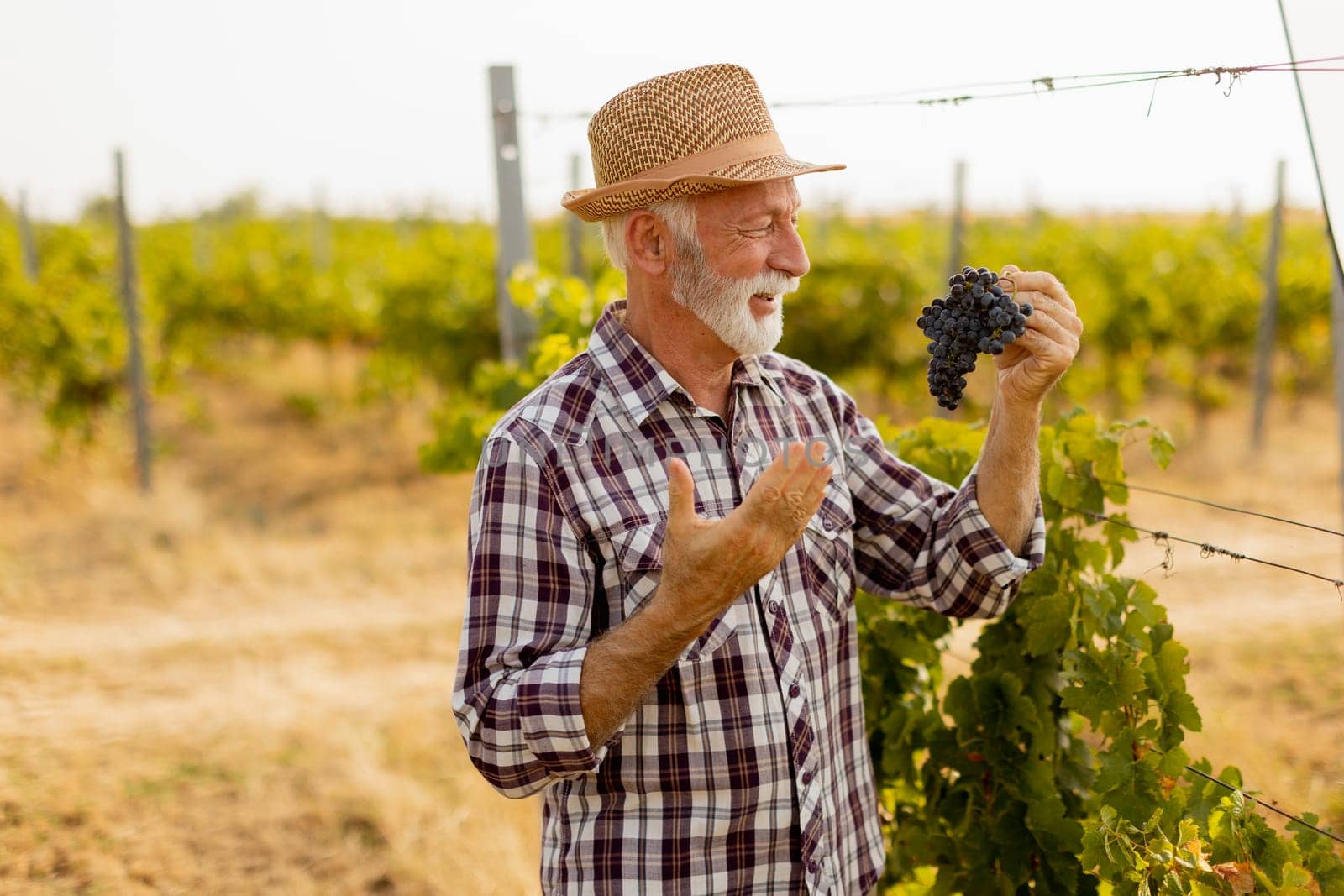 Cheerful elder holds a bunch of ripe grapes, smiling as he admires his harvest in a sunlit vineyard, surrounded by lush green vines under a bright blue sky