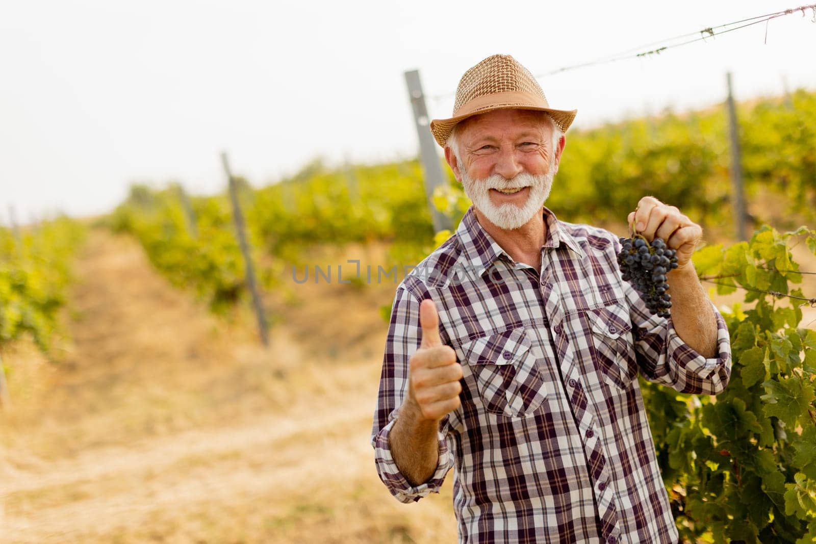Older gentleman in a plaid shirt and straw hat exudes joy as he stands amidst lush green vines, showcasing freshly harvested grapes while enjoying a sunny day in the vineyard