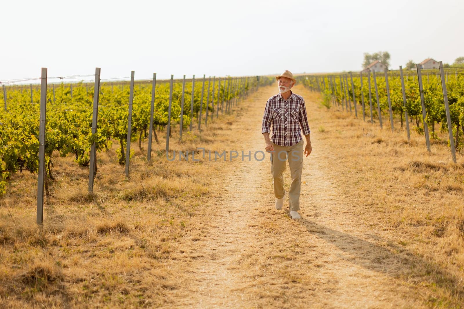 Older man walks leisurely along a dusty path flanked by lush vineyard rows, basking in the warm glow of late afternoon sunlight amidst grapevines