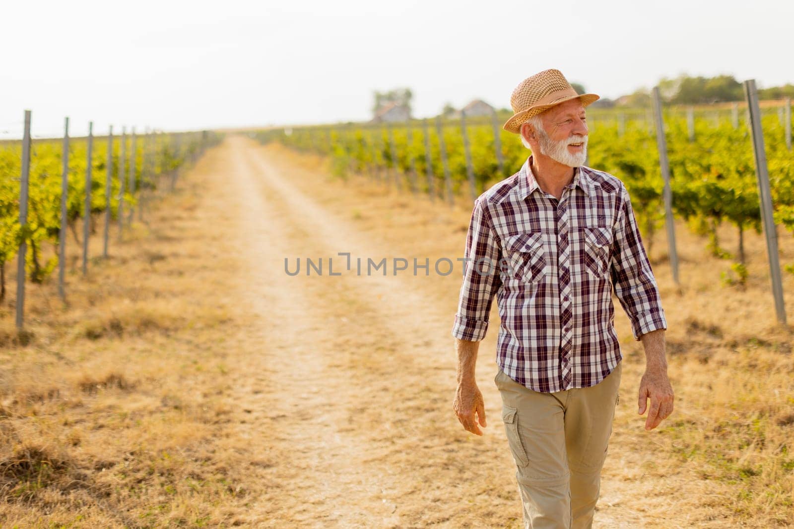 Older man walks leisurely along a dusty path flanked by lush vineyard rows, basking in the warm glow of late afternoon sunlight amidst grapevines