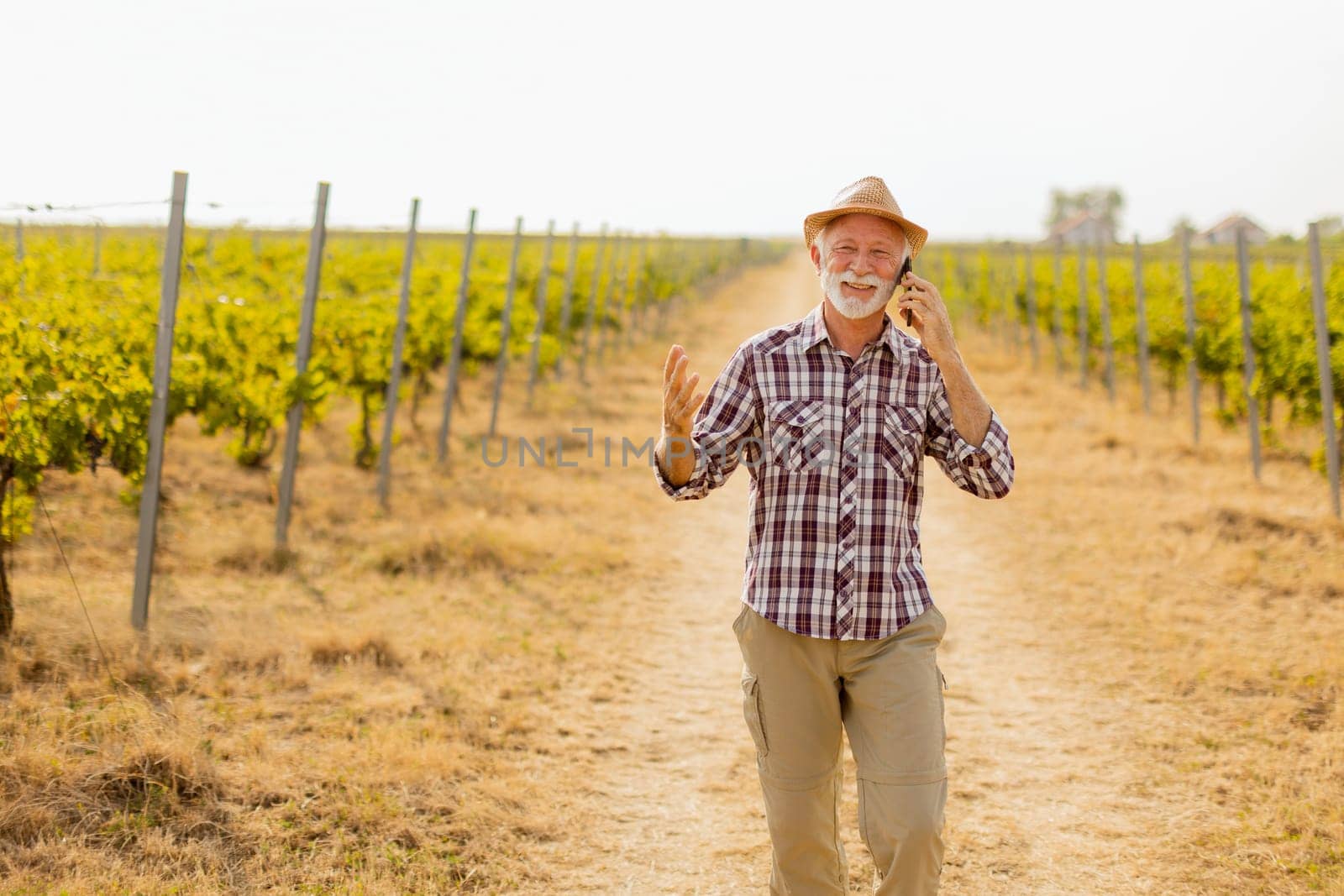 An older gentleman wearing a straw hat smiles broadly as he talks on his phone, strolling along a sunny vineyard path lined with grapevines