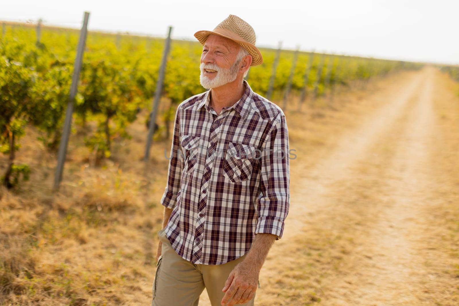 Older man walks leisurely along a dusty path flanked by lush vineyard rows, basking in the warm glow of late afternoon sunlight amidst grapevines