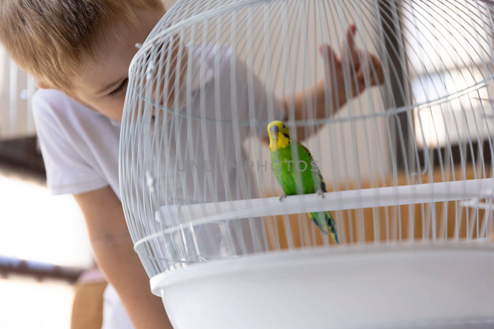 Blond boy admiring a green and yellow budgie perched in its white cage