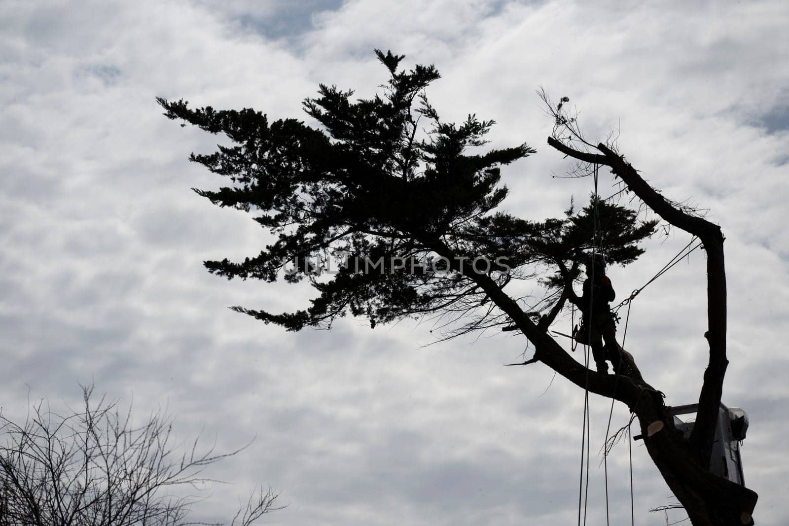 Arborist skillfully climbs a tall tree, preparing to cut branches while surrounded by a dramatic, cloudy sky that highlights their work amidst nature.