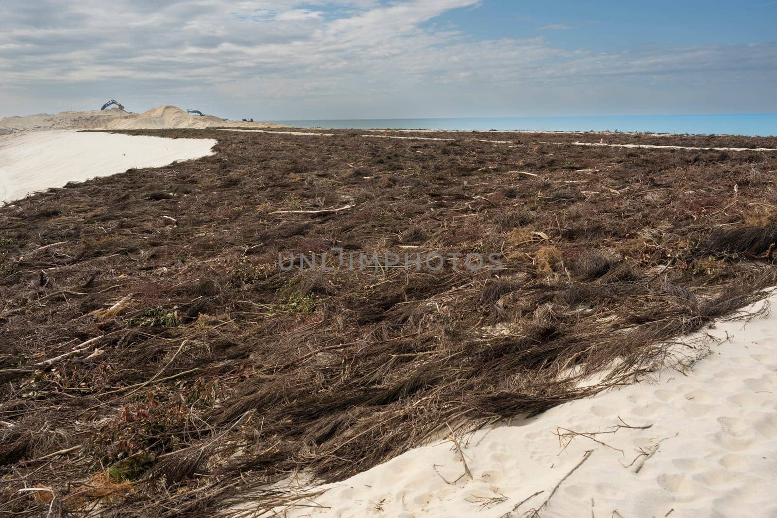 On the sandy coastline of Biscarosse, dense patches of coastal vegetation cover the dunes, indicating ecological shifts and potential dangers to this fragile environment.