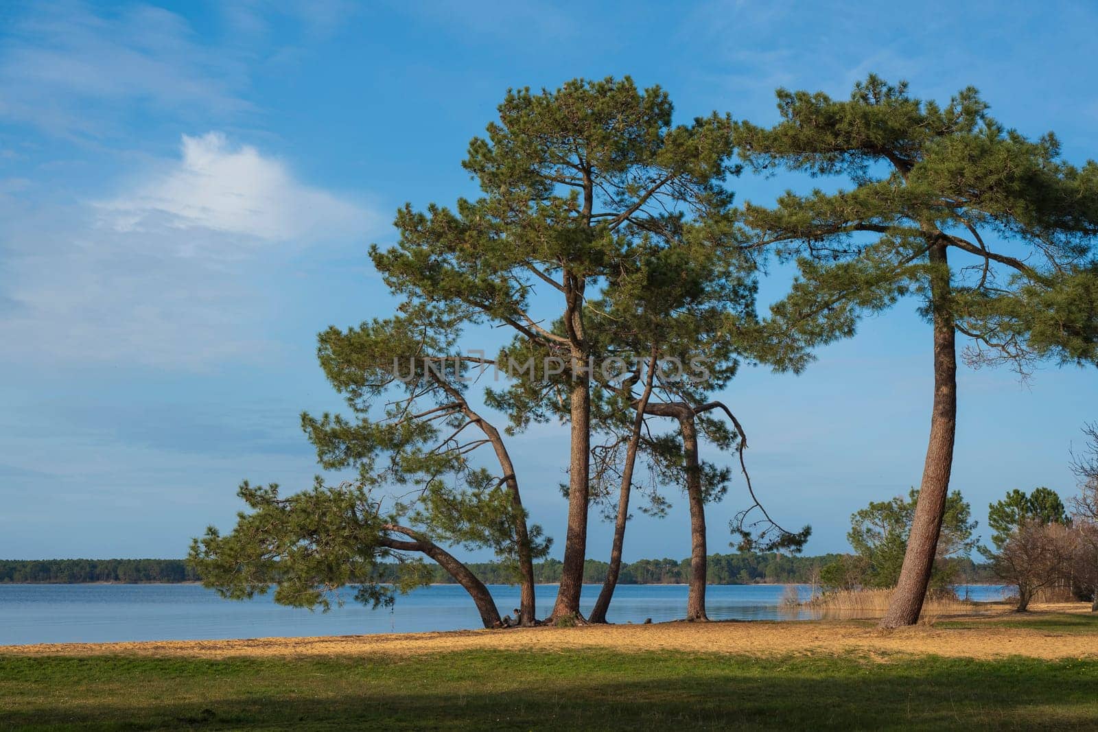 Lush trees frame a tranquil stretch along the shore of Lac Sanguinet, where soft golden sand meets calm waters, creating a serene atmosphere in Gironde, France.