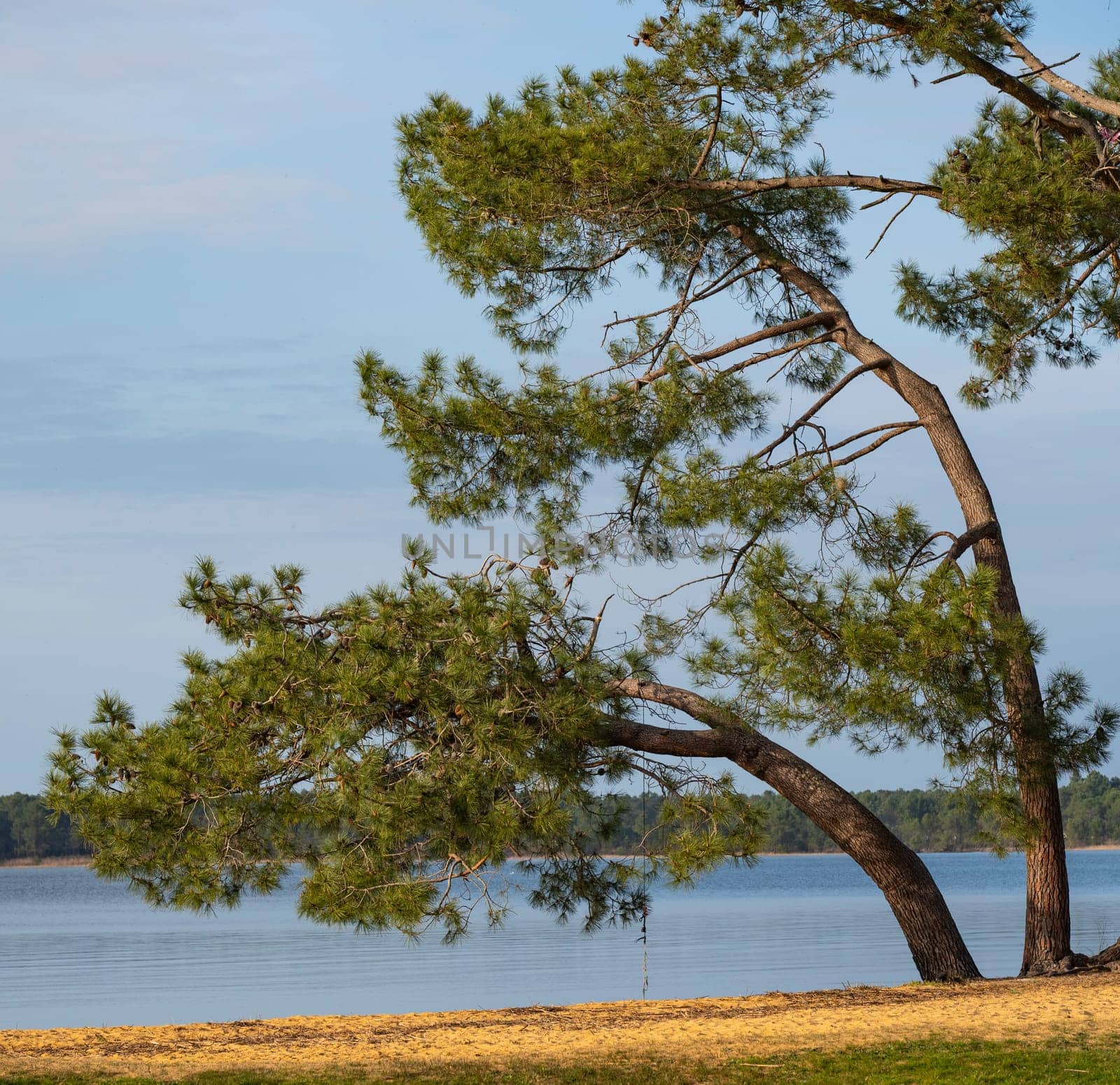 Tranquil view of Pin et Plage at Lac Sanguinet in Gironde, France, featuring lush trees along the shore under a clear sky.