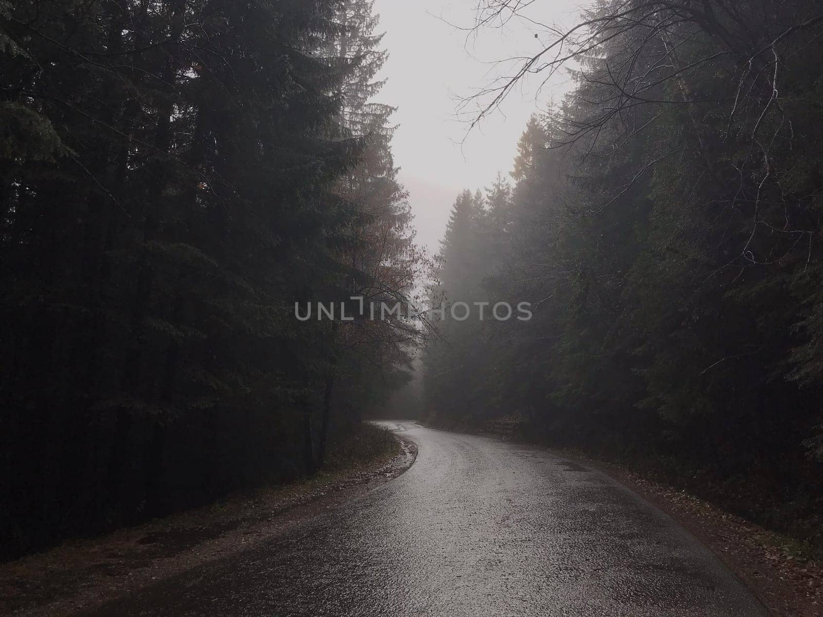 road to foggy forest in Zakopane in rainy weather. High quality photo