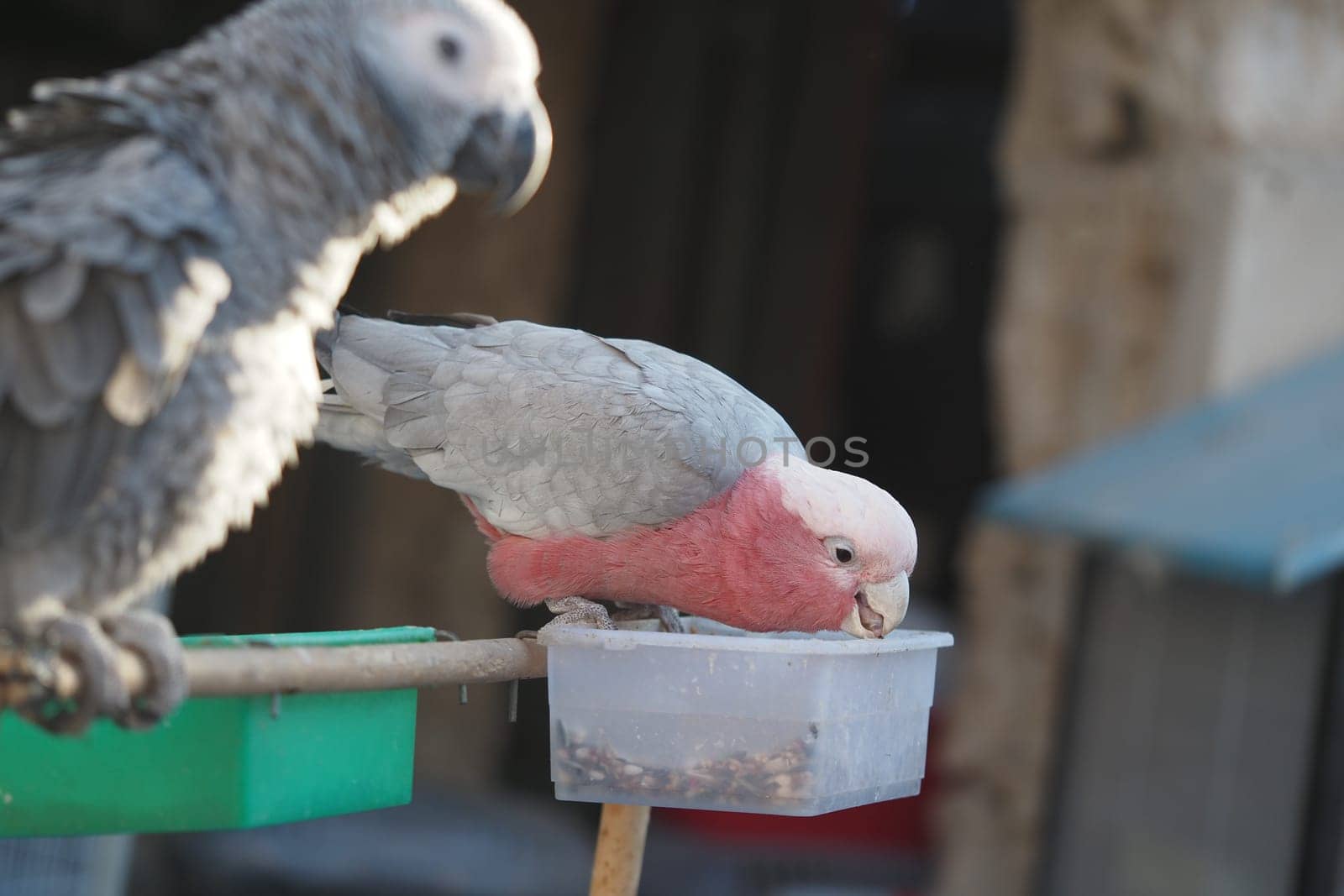 Colorful parrots are enjoying a meal in a sunny outdoor area.