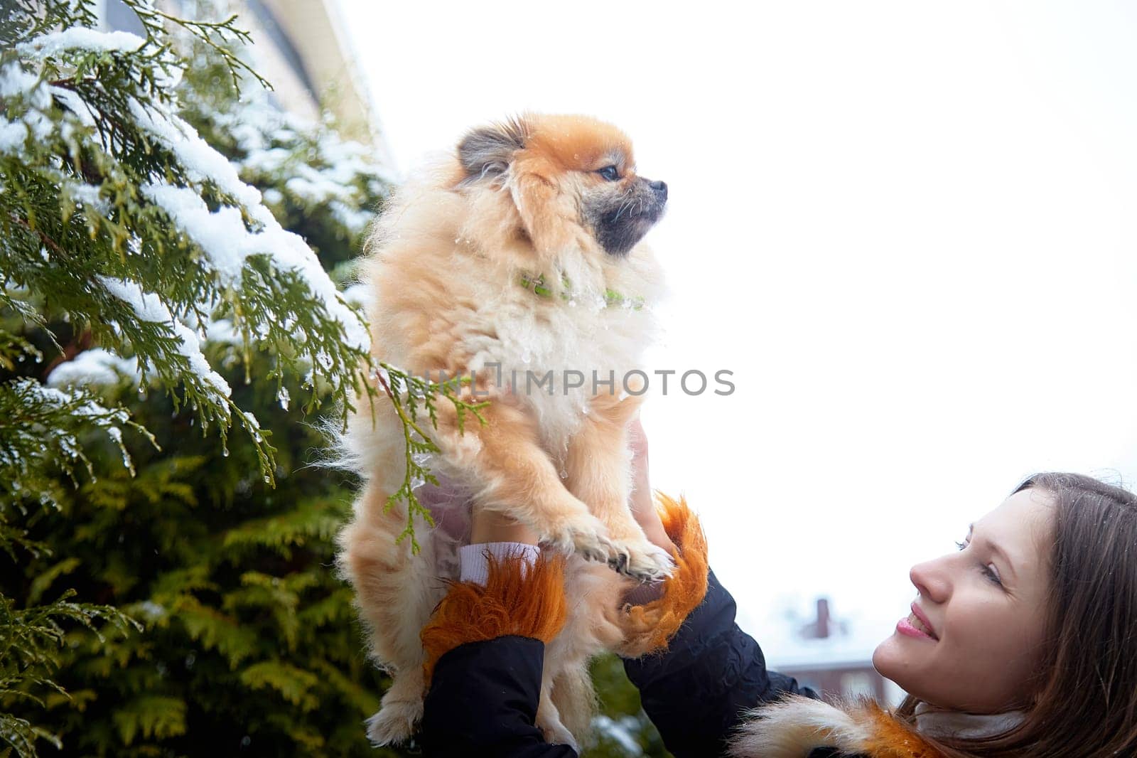 A woman holds her fluffy red Pomeranian as they enjoy a winter stroll amidst the fresh snow.