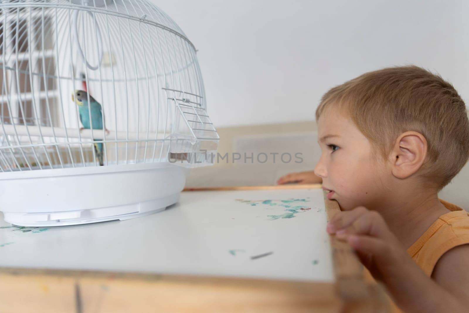 Little boy looking at a small colorful parrot inside its cage, placed on a table