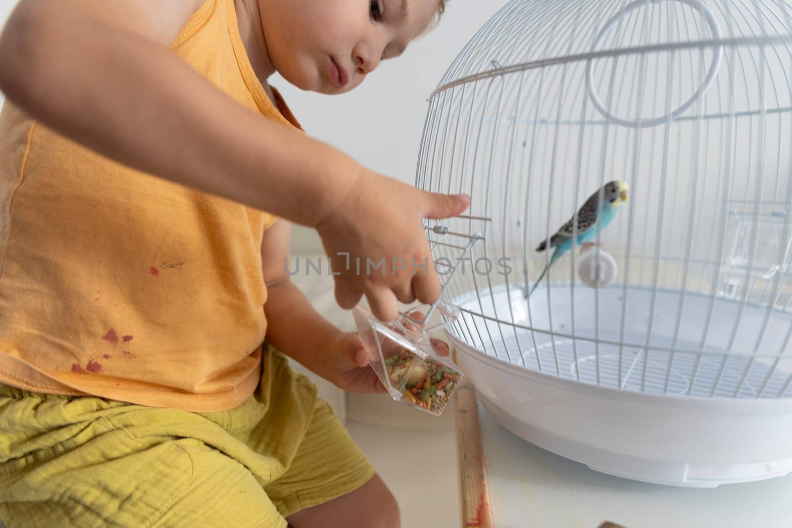 Caucasian child changing bird food in a white cage with a blue budgie parrot