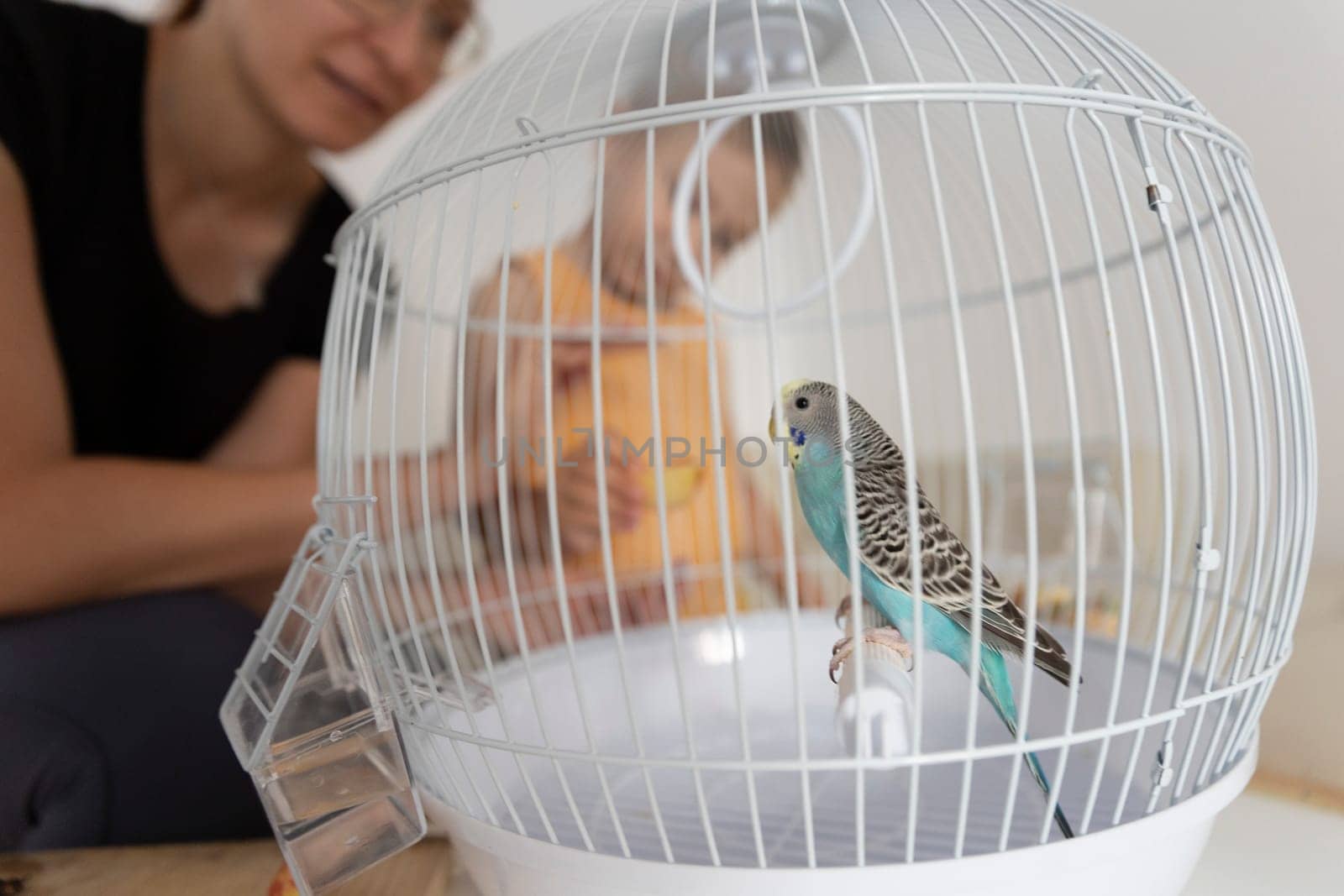 Budgie sits perched in its cage, captivating the attention of a family, highlighting the importance of responsible pet ownership and creating a heartwarming scene
