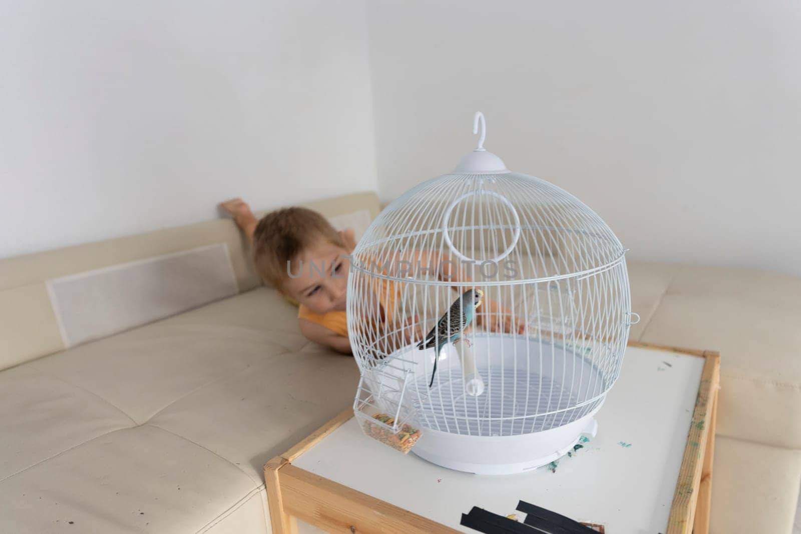 Little kid interacting with a parakeet in a birdcage, placed on a small table in a cozy home environment