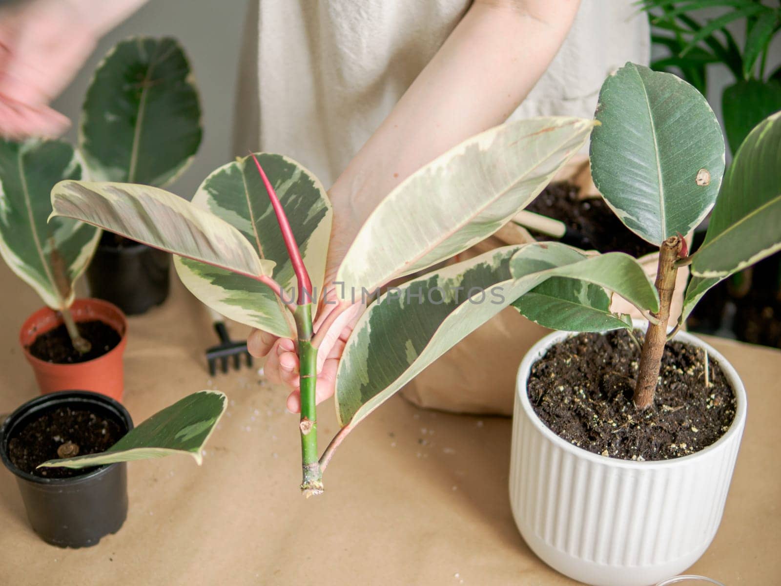 The Ficus elastica Tineke pruned plants for rooting cutting. Propagation of rubber plant or variegated Ficus elastica