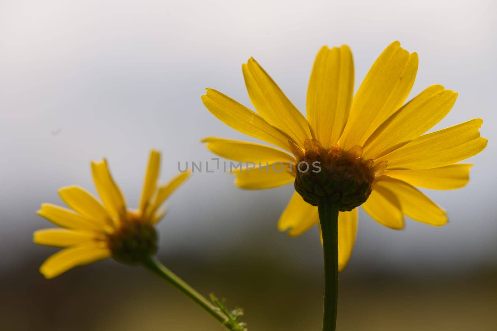 Two vibrant yellow flowers catch the sunlight, bringing a cheerful touch to a lush garden during a calm spring day.