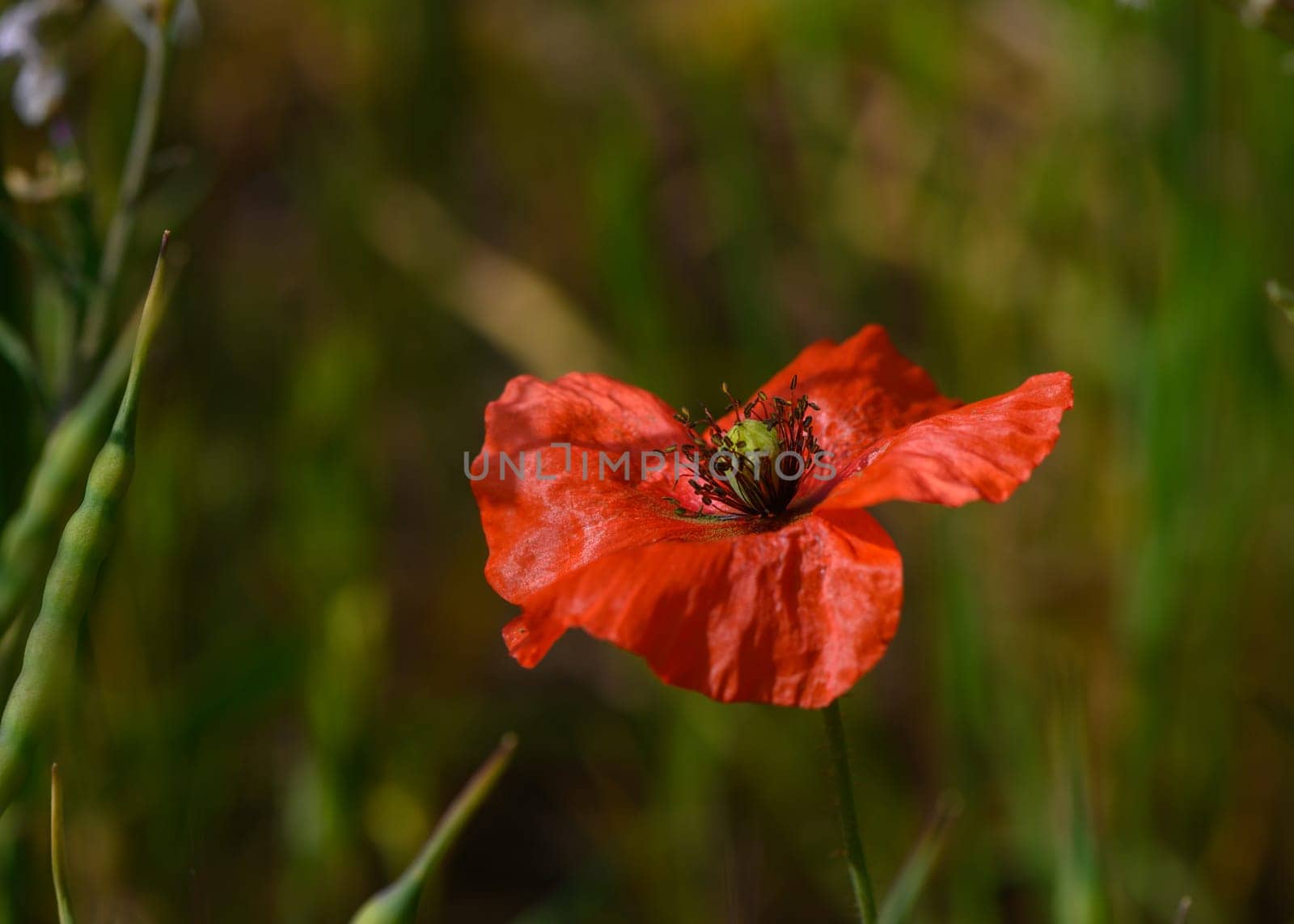 A striking red poppy stands tall, basking in the warm glow of the early morning light amidst soft green foliage.