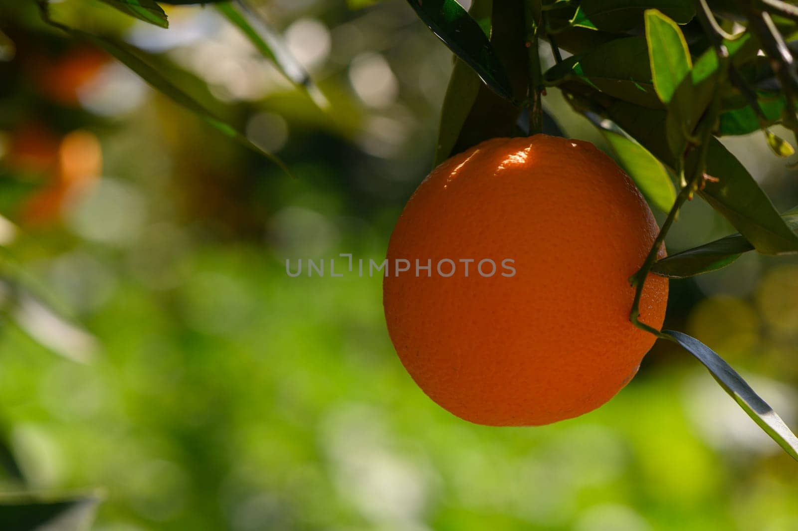 A single bright orange fruit clings to its branch among rich green foliage on a sunny day in an orchard.