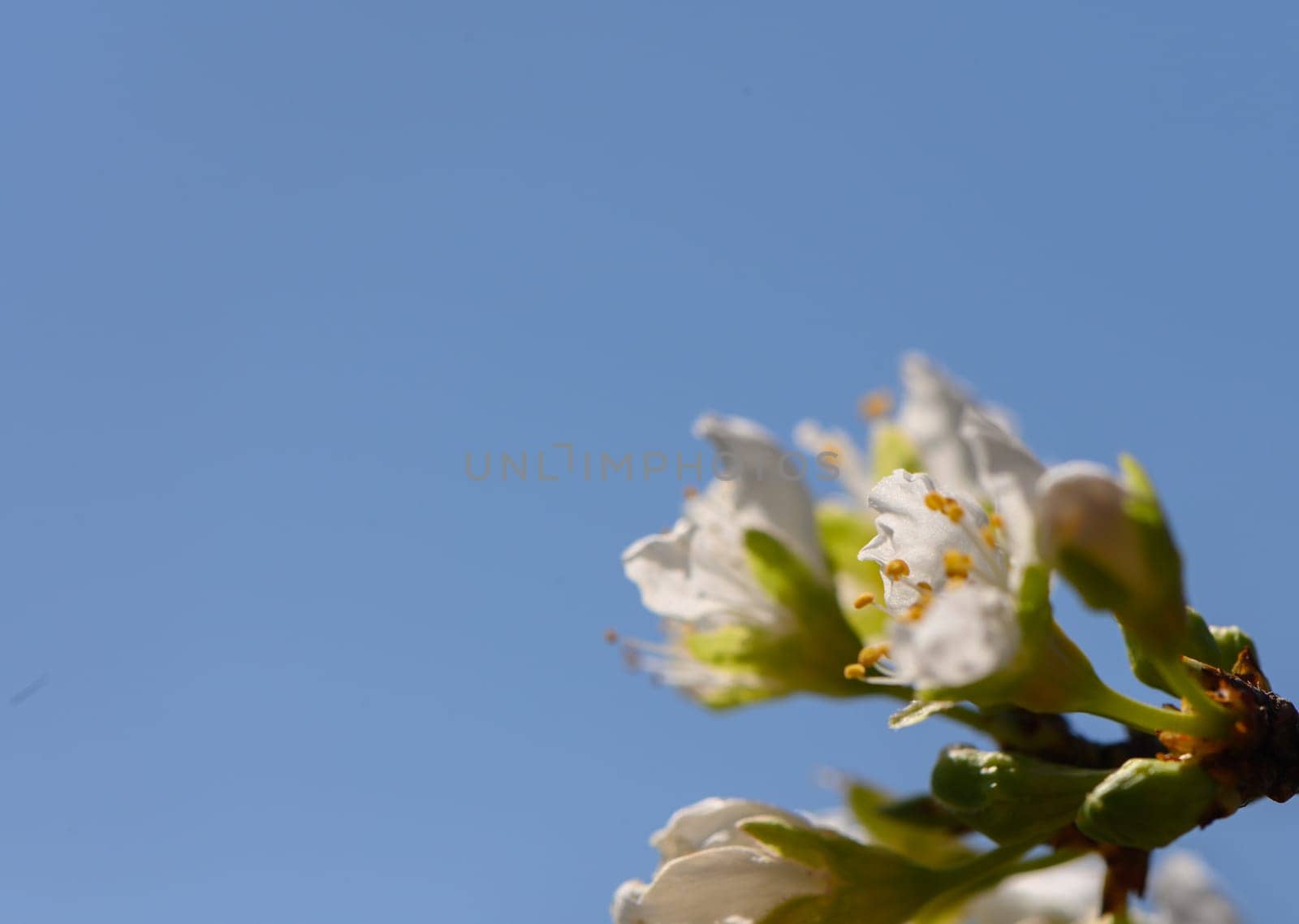 Delicate white cherry blossoms unfurl, showcasing vibrant yellow stamens as they sway gently in the warm spring breeze.