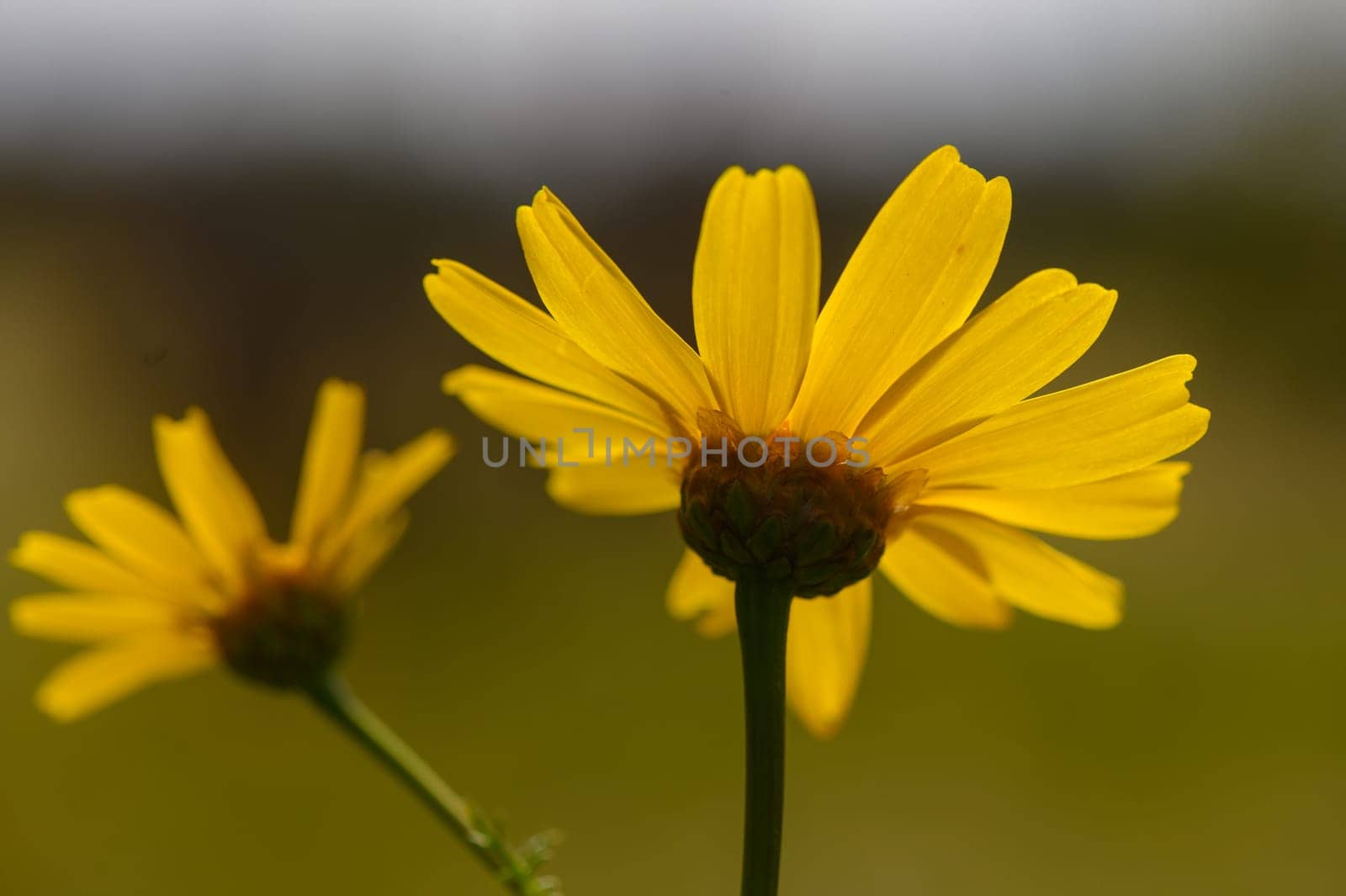 Yellow petals stretch towards the sunlight, celebrating the beauty of spring in a lush, vibrant landscape.
