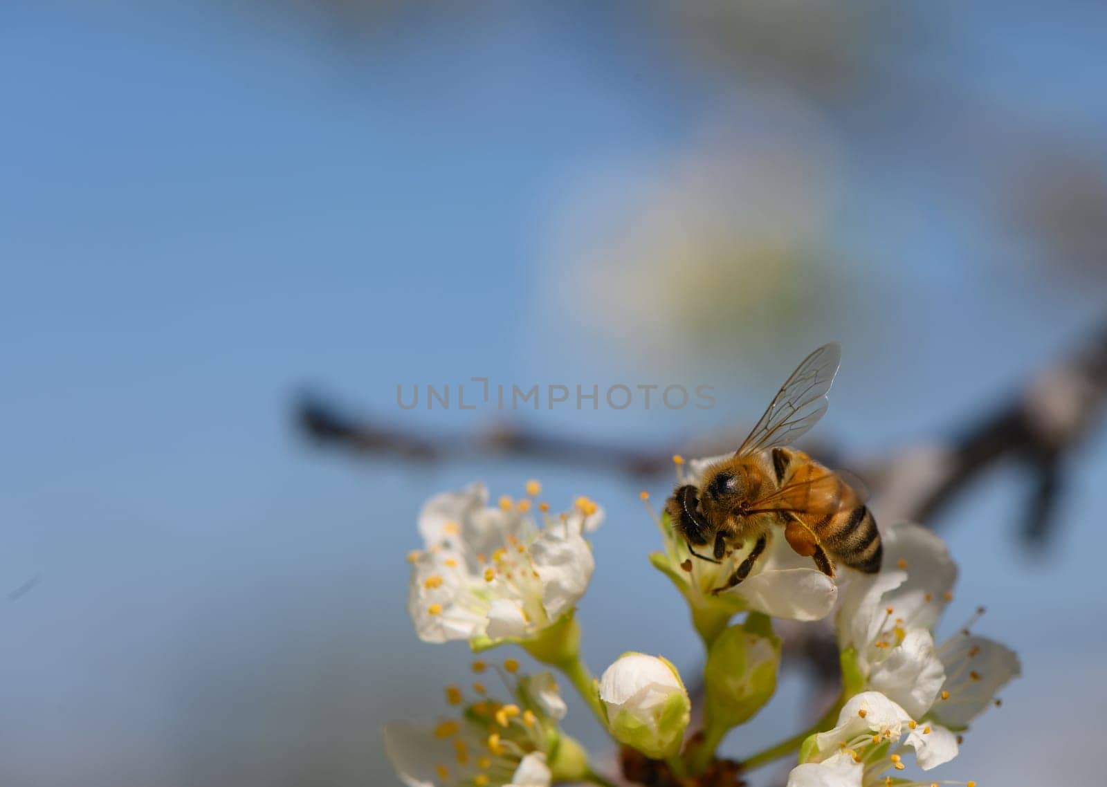 A bee collects nectar from small white flowers as sunlight filters through, showcasing nature's beauty.