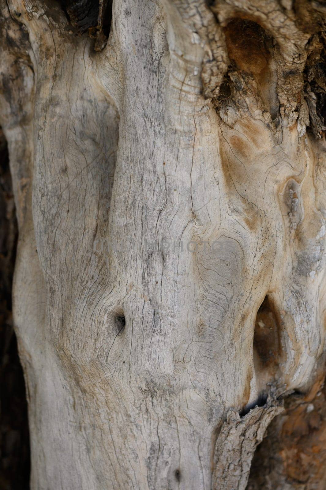 Close-up view of a weathered tree trunk showcasing stunning natural textures and patterns under warm daylight.