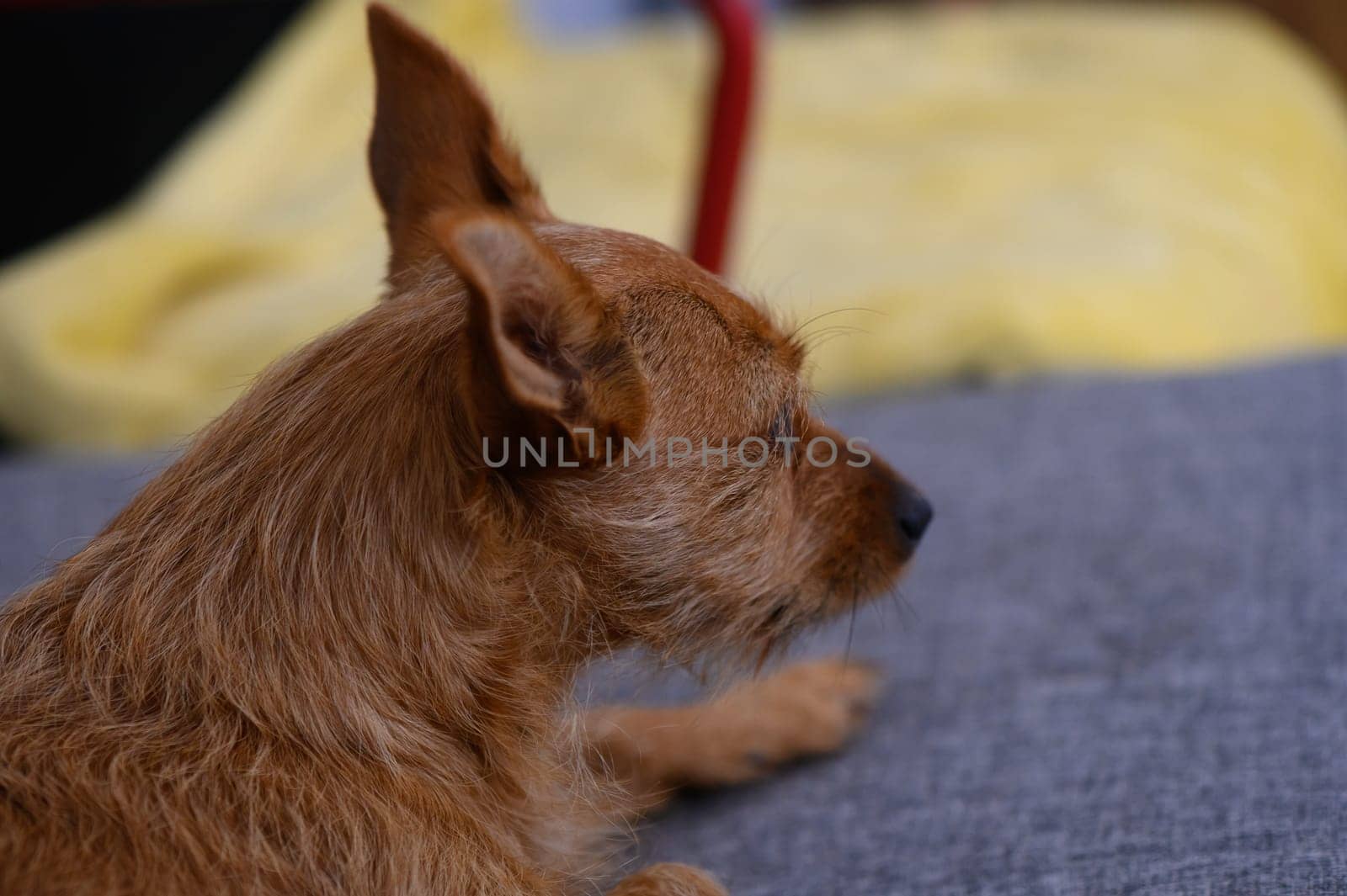 A small dog relaxes comfortably on a soft couch, enjoying the cozy ambiance of the room.